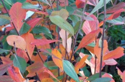 aronia arbutifolia